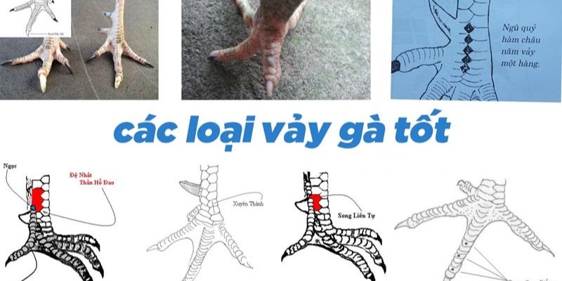 Đặc điểm của các loại tướng vảy kê đẹp cho sư kê