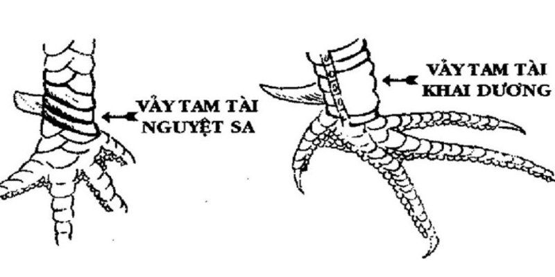 Đặc điểm của dáng tam tài khai dương